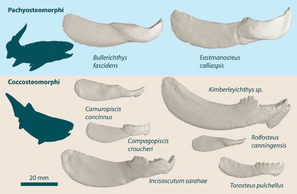 Devonian placoderm inferognathal jaw bones used display ranging size and morphology reflecting their evolutionary and ecological diversity. Image credit: Mitchell et al., doi: 10.1038/s41598-026-57261-3.
