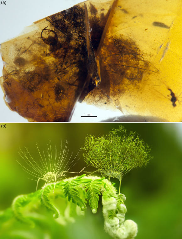 The larval lacewing Hallucinochrysa diogenesi and its debris-carrying behavior. (a) photograph of the holotype in ventrolateral view; (b) life reconstruction of two late-instar larvae in dorsolateral view, one bearing a complete debris packet showing their life appearance and the other devoid of it to showcase its peculiar anatomy. Image credit: J.A. Peñas.