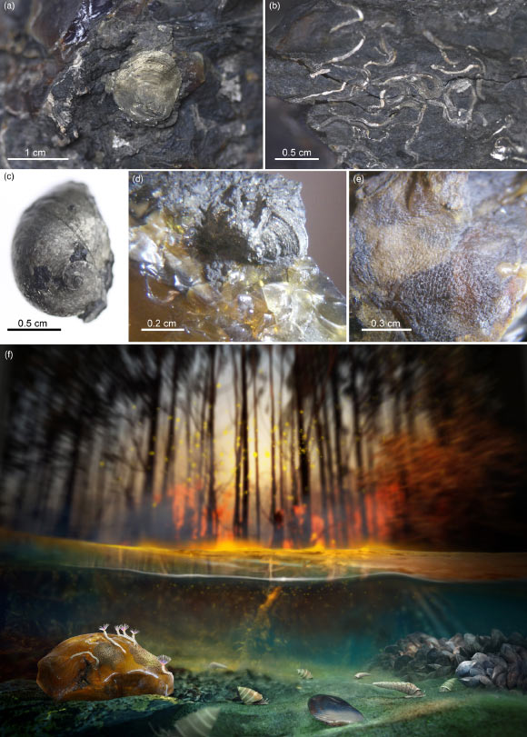 Marine or brackish-water invertebrates associated with El Soplao amber and their contextualization within a paleoecological reconstruction of the Cretaceous (Albian) Spanish amber forest of El Soplao: (a) photograph of a pyritized ostreid attached to an amber piece; (b) serpulids preserved as carbonate fossils attached to the surface of an amber piece; (c) gastropod preserved as a pyritized internal mold; (d) gastropod preserved as a pyritized internal mold in rock contiguous to an amber piece; (e) bryozoan colony preserved as an impression on the surface of an amber piece; (f) hypothetical swamp environment and resiniferous forest under the recurring influence of fires. Image credit: J.A. Peñas.