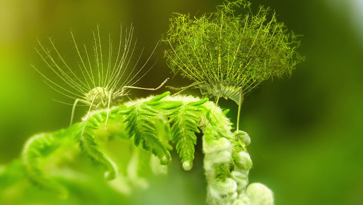 Spanish Amber Deposit Offers Rare Window into Cretaceous Life