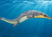 Halisaurus arambourgi, a species of mosasaur from Late Cretaceous of Marocco. Image credit: DiBgd / CC BY-SA 4.0.