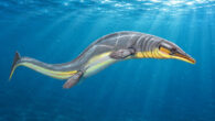 Halisaurus arambourgi, a species of mosasaur from Late Cretaceous of Marocco. Image credit: DiBgd / CC BY-SA 4.0.