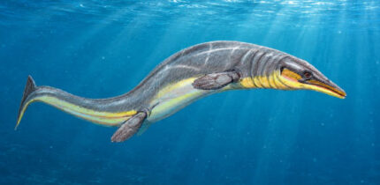 Halisaurus arambourgi, a species of mosasaur from Late Cretaceous of Marocco. Image credit: DiBgd / CC BY-SA 4.0.
