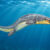Halisaurus arambourgi, a species of mosasaur from Late Cretaceous of Marocco. Image credit: DiBgd / CC BY-SA 4.0.