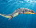 Halisaurus arambourgi, a species of mosasaur from Late Cretaceous of Marocco. Image credit: DiBgd / CC BY-SA 4.0.