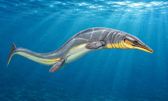 Halisaurus arambourgi, a species of mosasaur from Late Cretaceous of Marocco. Image credit: DiBgd / CC BY-SA 4.0.