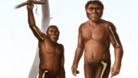 A depiction of an early Homo (right) characterized by relatively greater bone strength of the femur in the thigh compared to the humerus in the arm, and a depiction of an older human ancestor, Australopithecus (left), characterized by more equivalent strength in the bones of the arm and thigh. Image credit: Cullen Townsend.