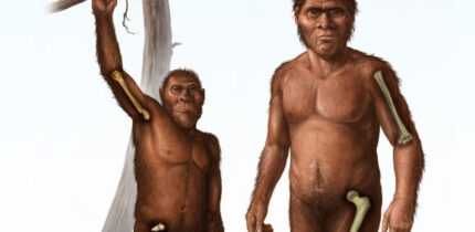 A depiction of an early Homo (right) characterized by relatively greater bone strength of the femur in the thigh compared to the humerus in the arm, and a depiction of an older human ancestor, Australopithecus (left), characterized by more equivalent strength in the bones of the arm and thigh. Image credit: Cullen Townsend.