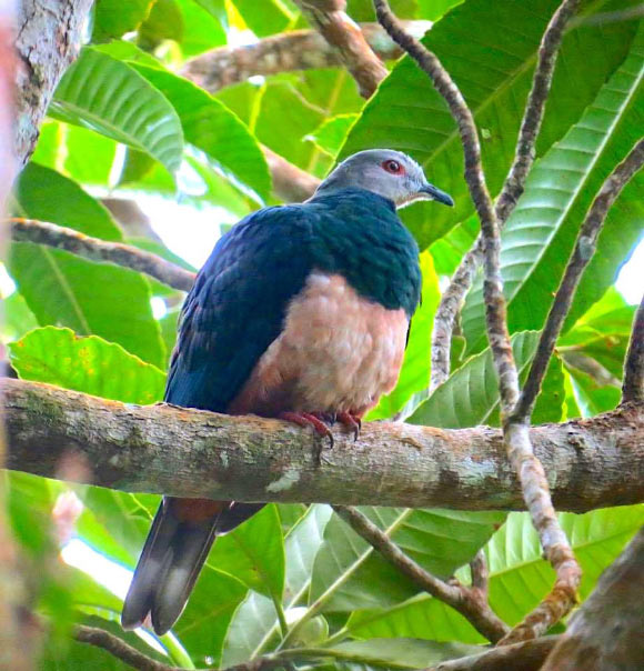 The pink-bellied imperial pigeon (Ducula poliocephala). Image credit: Gwen So / CC BY-SA 4.0.