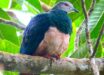 The pink-bellied imperial pigeon (Ducula poliocephala). Image credit: Gwen So / CC BY-SA 4.0.
