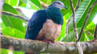 The pink-bellied imperial pigeon (Ducula poliocephala). Image credit: Gwen So / CC BY-SA 4.0.