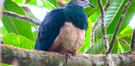 The pink-bellied imperial pigeon (Ducula poliocephala). Image credit: Gwen So / CC BY-SA 4.0.