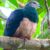 The pink-bellied imperial pigeon (Ducula poliocephala). Image credit: Gwen So / CC BY-SA 4.0.