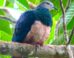 The pink-bellied imperial pigeon (Ducula poliocephala). Image credit: Gwen So / CC BY-SA 4.0.