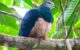 The pink-bellied imperial pigeon (Ducula poliocephala). Image credit: Gwen So / CC BY-SA 4.0.