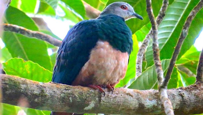 New Species of Imperial Pigeon Identified