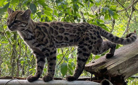 Leopardus tilcayo. Image credit: Paola Nogales-Ascarrunz.