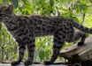 Leopardus tilcayo. Image credit: Paola Nogales-Ascarrunz.