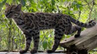 Leopardus tilcayo. Image credit: Paola Nogales-Ascarrunz.