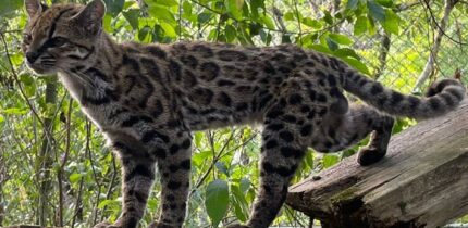 Leopardus tilcayo. Image credit: Paola Nogales-Ascarrunz.