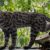 Leopardus tilcayo. Image credit: Paola Nogales-Ascarrunz.