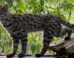 Leopardus tilcayo. Image credit: Paola Nogales-Ascarrunz.