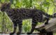 Leopardus tilcayo. Image credit: Paola Nogales-Ascarrunz.