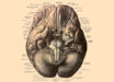 An anatomical illustration from Johannes Sobotta’s Human Anatomy, 1908.
