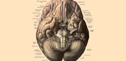 An anatomical illustration from Johannes Sobotta’s Human Anatomy, 1908.
