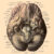 An anatomical illustration from Johannes Sobotta’s Human Anatomy, 1908.