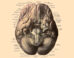 An anatomical illustration from Johannes Sobotta’s Human Anatomy, 1908.