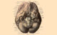 An anatomical illustration from Johannes Sobotta’s Human Anatomy, 1908.