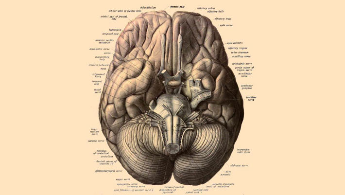 Human Brain is Two Organs Fused Together, Study Suggests