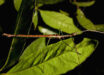 Anchiale mabiensis, paratype male. Image credit: Ross M. Coupland.