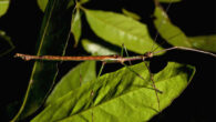 Anchiale mabiensis, paratype male. Image credit: Ross M. Coupland.