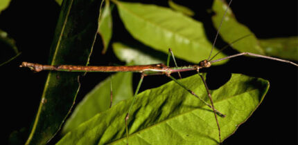 Anchiale mabiensis, paratype male. Image credit: Ross M. Coupland.