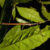 Anchiale mabiensis, paratype male. Image credit: Ross M. Coupland.