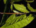Anchiale mabiensis, paratype male. Image credit: Ross M. Coupland.