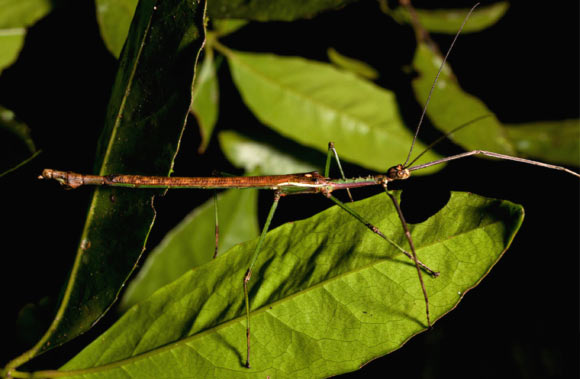 Anchiale mabiensis, paratype male. Image credit: Ross M. Coupland.