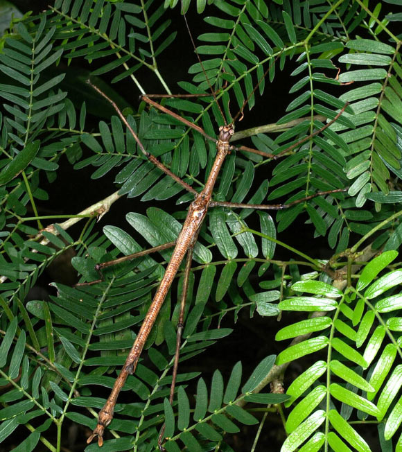 Anchiale robusta, male. Image credit: Paul D. Brock.
