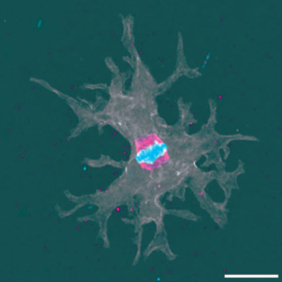 Incendiamoeba cascadensis undergoes cellular replication up to 63 degrees Celsius. Image credit: Rappaport et al., doi: 10.1016/j.cell.2026.08.043.