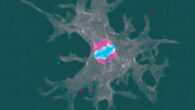 Incendiamoeba cascadensis undergoes cellular replication up to 63 degrees Celsius. Image credit: Rappaport et al., doi: 10.1016/j.cell.2026.08.043.