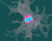 Incendiamoeba cascadensis undergoes cellular replication up to 63 degrees Celsius. Image credit: Rappaport et al., doi: 10.1016/j.cell.2026.08.043.