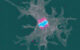 Incendiamoeba cascadensis undergoes cellular replication up to 63 degrees Celsius. Image credit: Rappaport et al., doi: 10.1016/j.cell.2026.08.043.