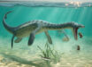 An artist’s impression of a plesiosaur feeding on the sea floor. Image credit: Lente Artemieff.