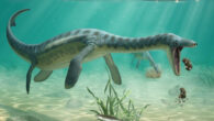An artist’s impression of a plesiosaur feeding on the sea floor. Image credit: Lente Artemieff.