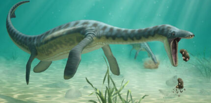 An artist’s impression of a plesiosaur feeding on the sea floor. Image credit: Lente Artemieff.