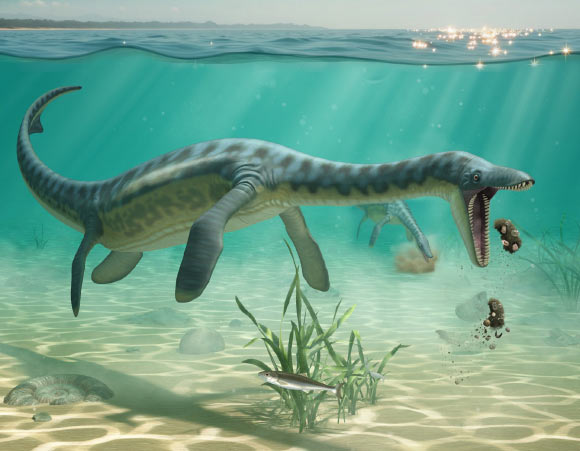 An artist’s impression of a plesiosaur feeding on the sea floor. Image credit: Lente Artemieff.