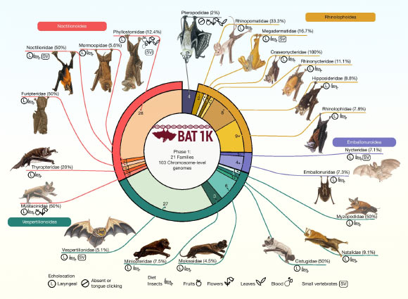 The first phase of the Bat1K project: 103 chromosome-level genome assemblies and annotations representing at least one species from each of the 21 currently recognized bat families. Image credit: Morales et al., doi: 10.1038/s41586-026-11007-3.