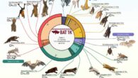 The first phase of the Bat1K project: 103 chromosome-level genome assemblies and annotations representing at least one species from each of the 21 currently recognized bat families. Image credit: Morales et al., doi: 10.1038/s41586-026-11007-3.